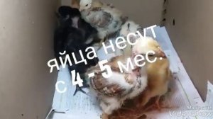 Голошейки. Голошейные куры. Разведение, содержание голошеек, голошейные кур