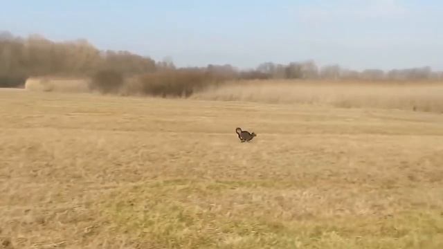 Быстрый кот) смотреть онлайн