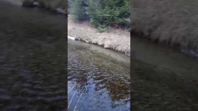 ручей, вода, красота смотреть онлайн