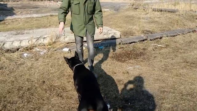 ДОБЕРМАН АТАКУЕТ смотреть онлайн