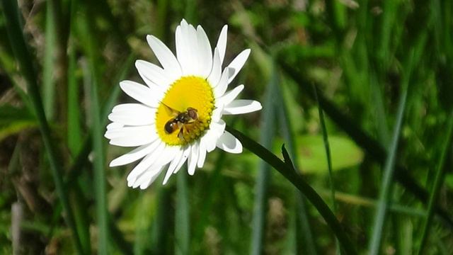 Мир природы в моих фотографиях. смотреть онлайн