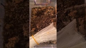 Разведение  черной львинки от начала и до конца.