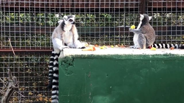 Park Leviv Tayhan смотреть онлайн