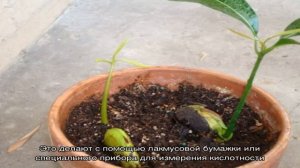 Подбираем грунт для манго в домашних условиях