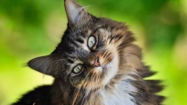 grandorf корм для кошек отзывы смотреть онлайн