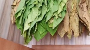 Самый простой способ выжелчивания (томления) табака.