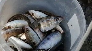 Рыбалка на Чёрном море с берега: Окунь (смарида)