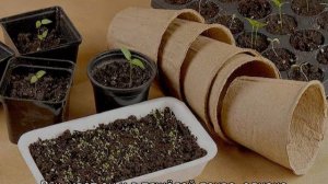 Шалфей мускатный — посадка и уход