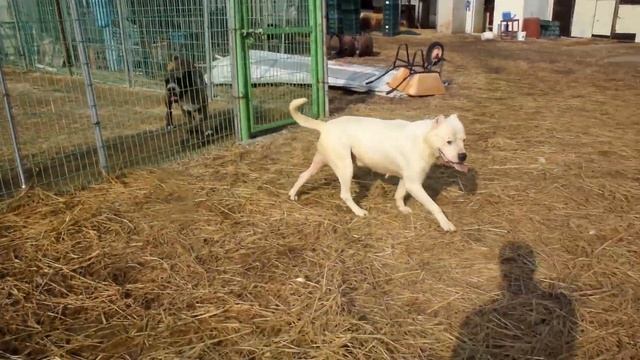 9 years old Dogo Argentino still strong ! смотреть онлайн