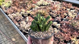 Крассула Crassula редкие виды и сорта. Часть 1. Моя коллекция Толстянок.