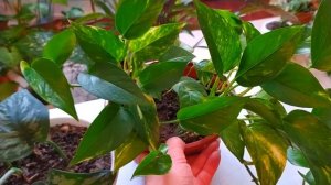 СЦИНДАПСУС (эпипремнум) - ПРАВИЛЬНЫЙ УХОД. РАЗМНОЖЕНИЕ СЦИНДАПСУСА