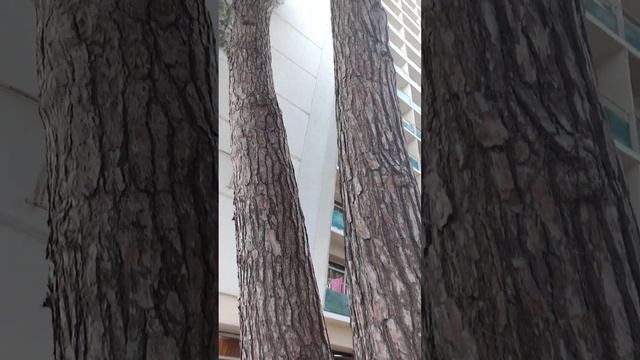 Пицундская сосна Пицунда курорт Пицунда сегодня Абхазия сентябрь 2023 смотреть онлайн