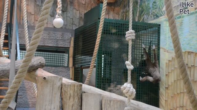 Белорукий гиббон Размножение на ilikepet смотреть онлайн