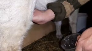 Как я дою коз первокоток. Самоучка.