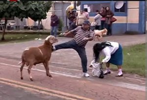 Этих баранов боятся даже волки. Сумасшедшие нападения баранов на людей