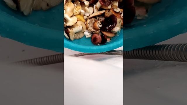 За 15 минут! Почистить грибы! смотреть онлайн