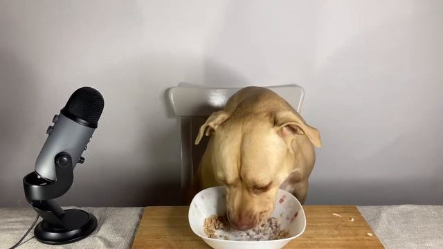 Pit bull ASMR eating Дуся кушает мюсли смотреть онлайн