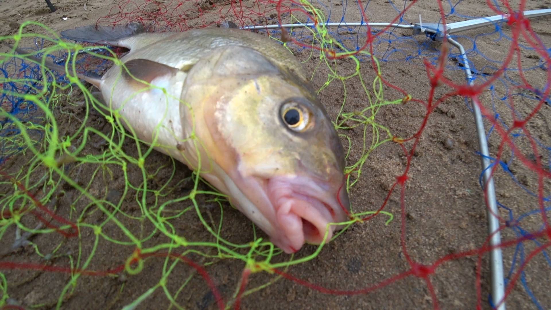 ЛЕЩИ рвут поводки как нитки! Рыбалка на крупного леща осенью. Ловля леща на Каме смотреть онлайн
