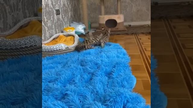 Котята Саванна играют в догонялки смотреть онлайн