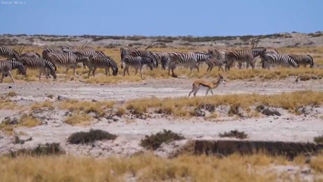 4K African Animals: Meru National Park - Relaxing Music With Video About African Wildlife смотреть онлайн