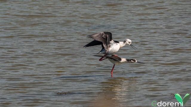 L' Isola di Albarella e la sua avifauna by Ugo Bellotto - 1/3 смотреть онлайн