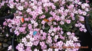 Гипсофила метельчатая Пинк Фестиваль ? обзор: как сажать, рассада гипсофилы Пинк Фестиваль