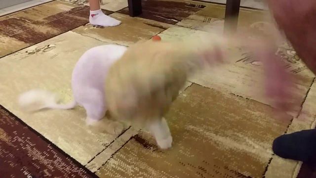 Дикий кото-лев😂🐱🦁Wild cat lion смотреть онлайн