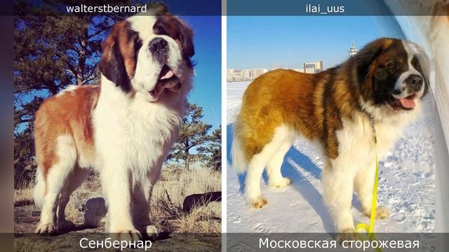 В ЧЕМ ОТЛИЧИЕ ПОХОЖИХ ПОРОД СОБАК? смотреть онлайн