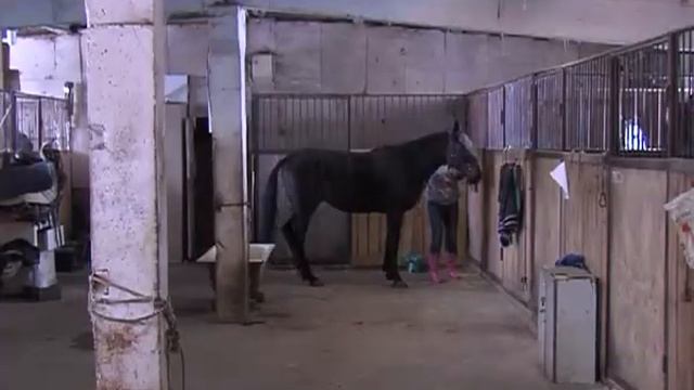 Помогаем соседям! Лошади КСК «Баллада» могут остаться без крова смотреть онлайн