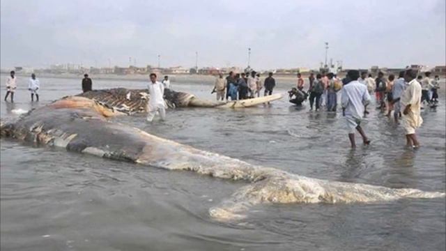Самая большая акула в мире Топ 10 фактов смотреть онлайн