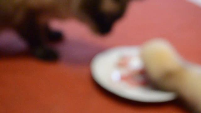 Маленький хорёк и кот мирно могут делить обед в одной тарелке! смотреть онлайн