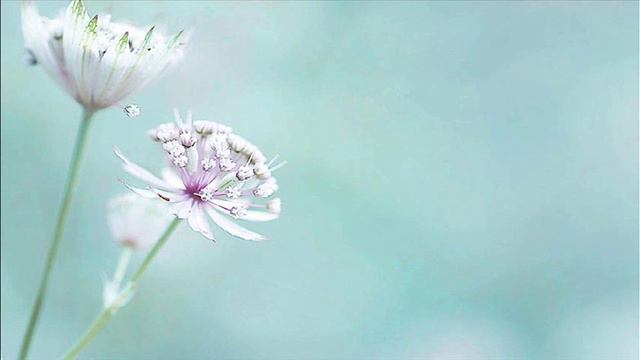 Antonio Vivaldi: Invicti bellate [motet] in G major (RV 628) - incomplete смотреть онлайн