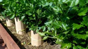 СЕЛЬДЕРЕЙ ОТБЕЛИВАНИЕ ЧЕРЕШКОВ #Во_саду_ли_в_огороде