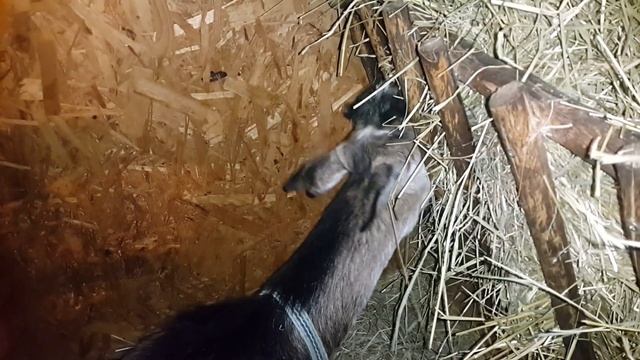 Девичье молоко у козы. смотреть онлайн