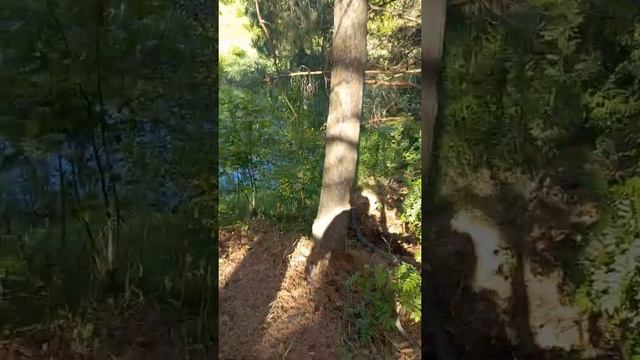 капельный полив клубника виктория 1 га.