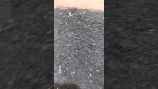 Эксперимент (навоз-торф+овощи) для ювенилов дендробены. смотреть онлайн