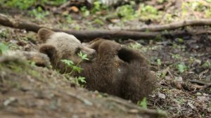 МЕДВЕЖАТА: МЕДВЕЖЬИ ИГРУШКИ