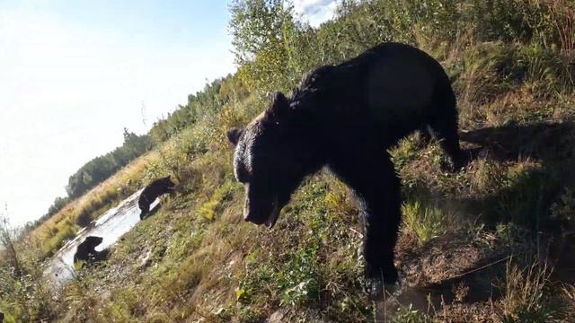 Тяжела медвежья лапа. смотреть онлайн