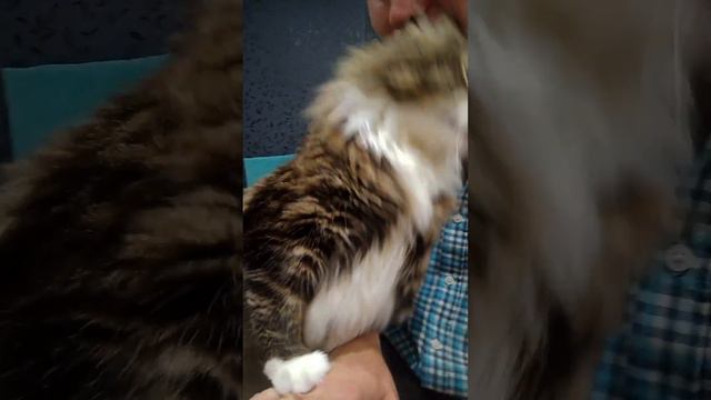 СЧАСТЬЕ ЕСТЬ смотреть онлайн