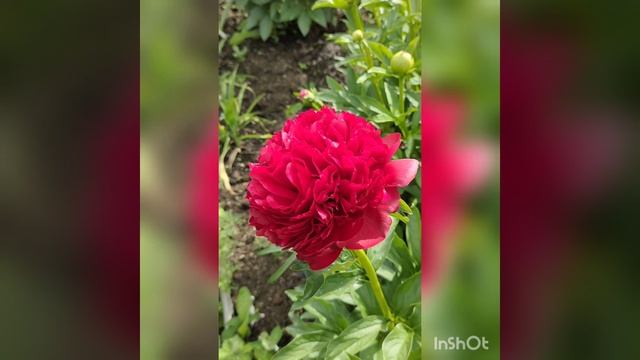 InShot_20220625_153517008.mp4