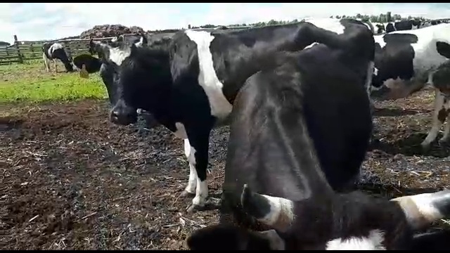 Племенной и товарный скот Оптом смотреть онлайн