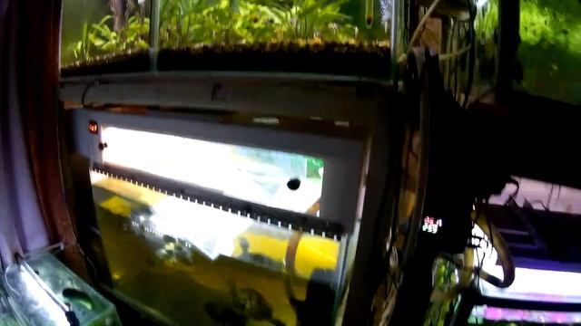 Новый самец гурами. Рассадил дермогенисов (Аква Хижина, выпуск 134) смотреть онлайн