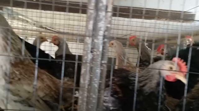 Цыплята подросли. Загорские лососевые. Мараны черно медные смотреть онлайн