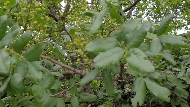 Фисташковое дерево(Терпентинное дерево,Шинус фисташколистный) смотреть онлайн