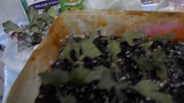 УКОРЕНЕНИЕ ЧЕРЕНКОВ ХРИЗАНТЕМ С ОТКРЫТОГО ГРУНТА. ПЕРВЫЕ РЕЗУЛЬТАТЫ УКОРЕНЕНИЯ. смотреть онлайн