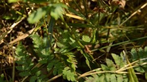 Калган: чудо-корень! (узик, лапчатка прямостоячая)