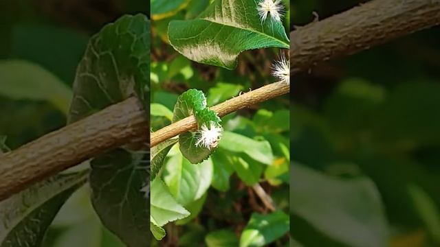 Удивительное в ботаническом саду Сухума. смотреть онлайн