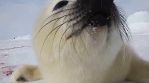 Как поет тюлень-(Жалко )