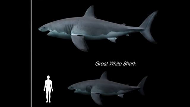 Otodus Obliquus MAY/24/21 смотреть онлайн