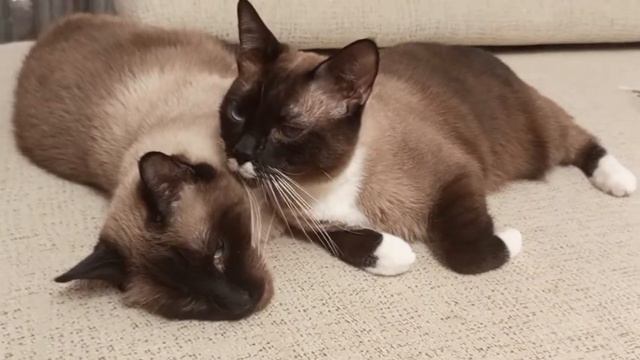 Мимимишность смотреть онлайн